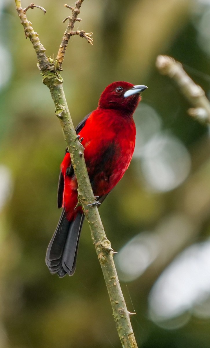 Crimson-backed Tanager - Roger Horn