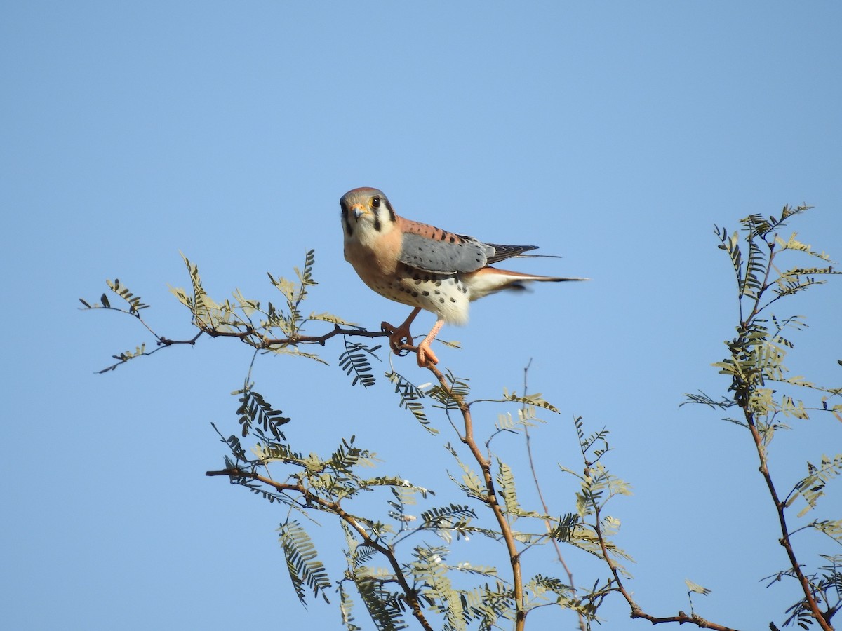 American Kestrel - ML390936651