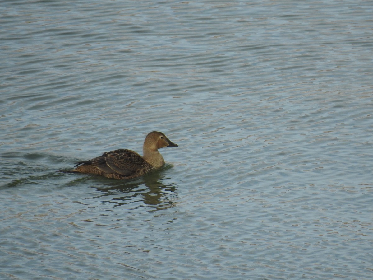 Eider à tête grise - ML390937341