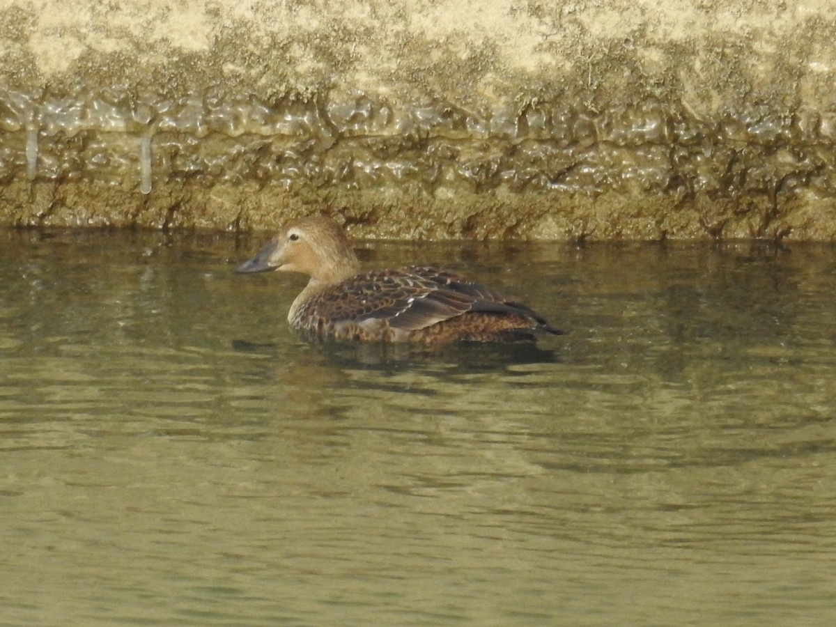 Eider à tête grise - ML390937371