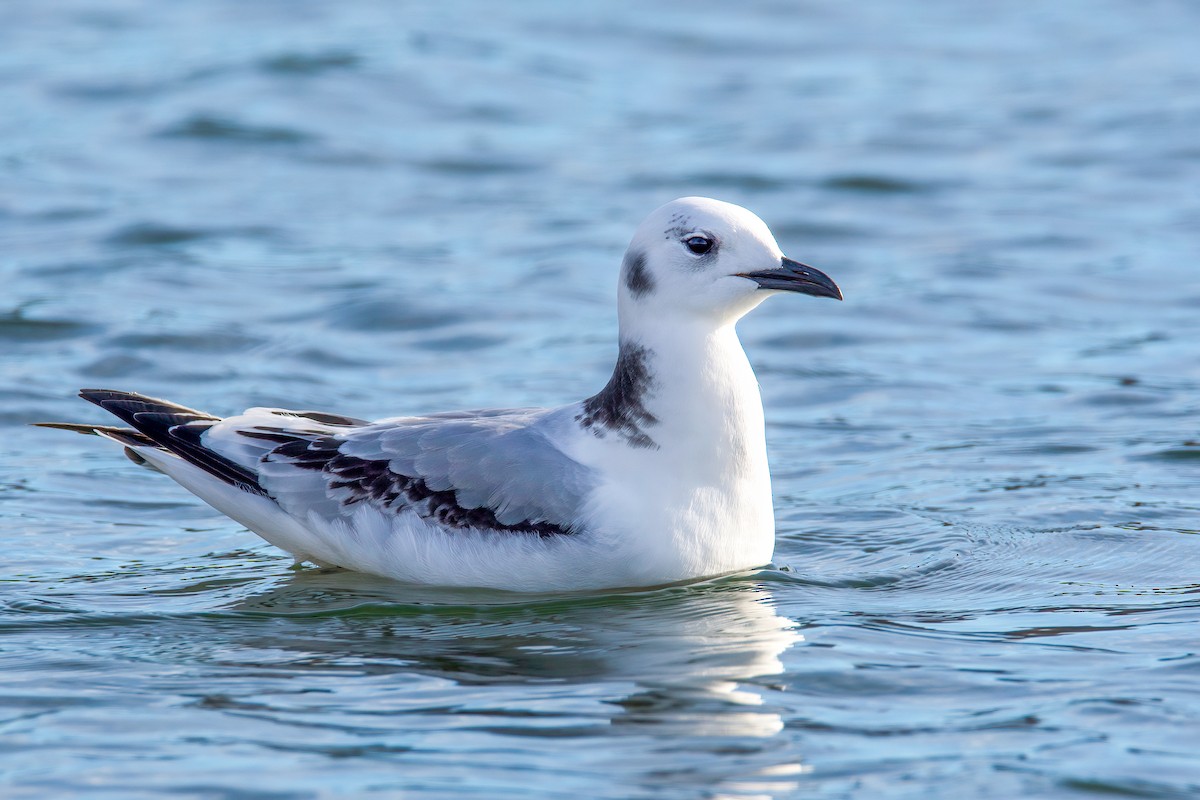 Black-legged Kittiwake - ML390937391