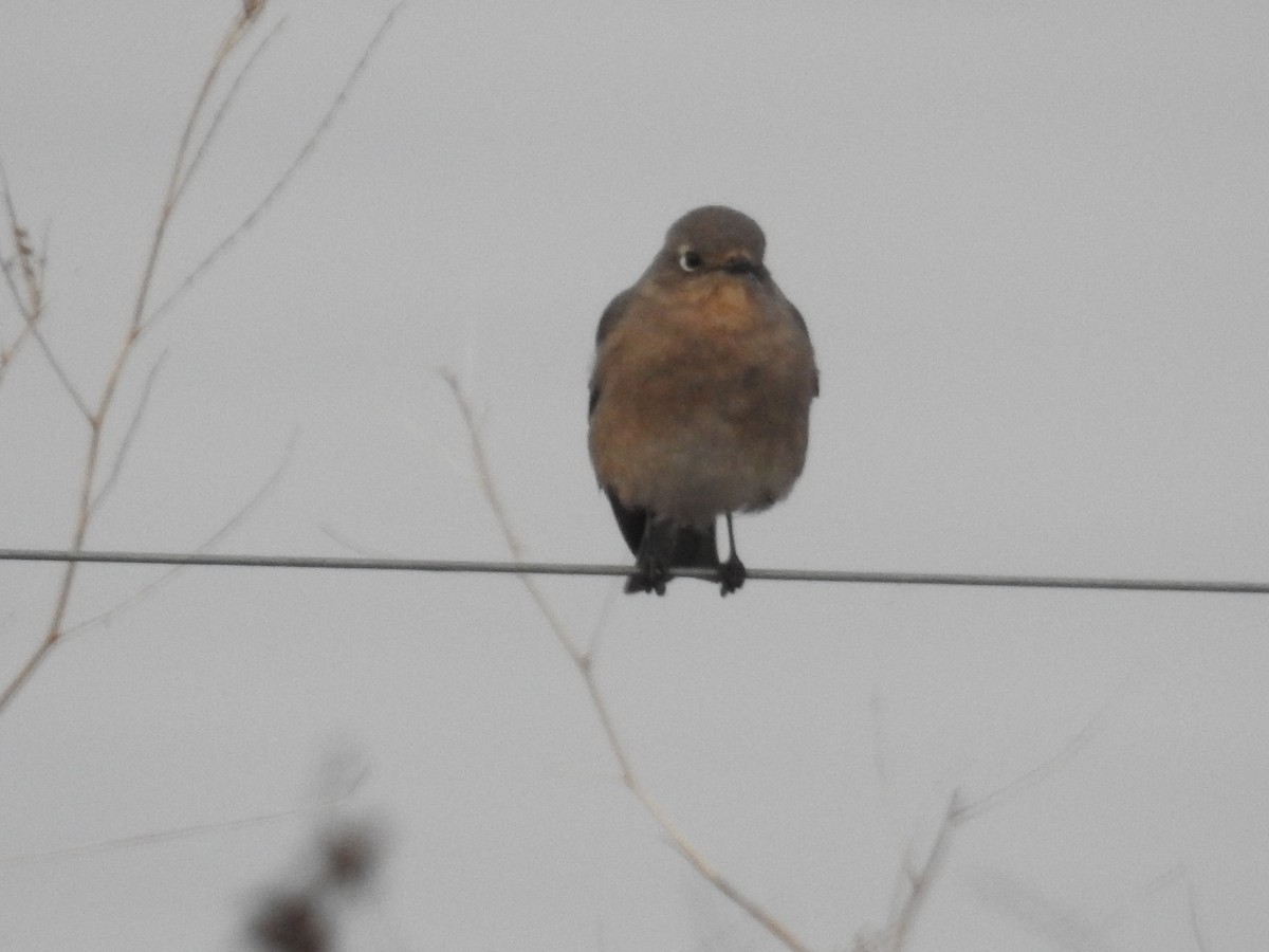 Mountain Bluebird - Ron Martin