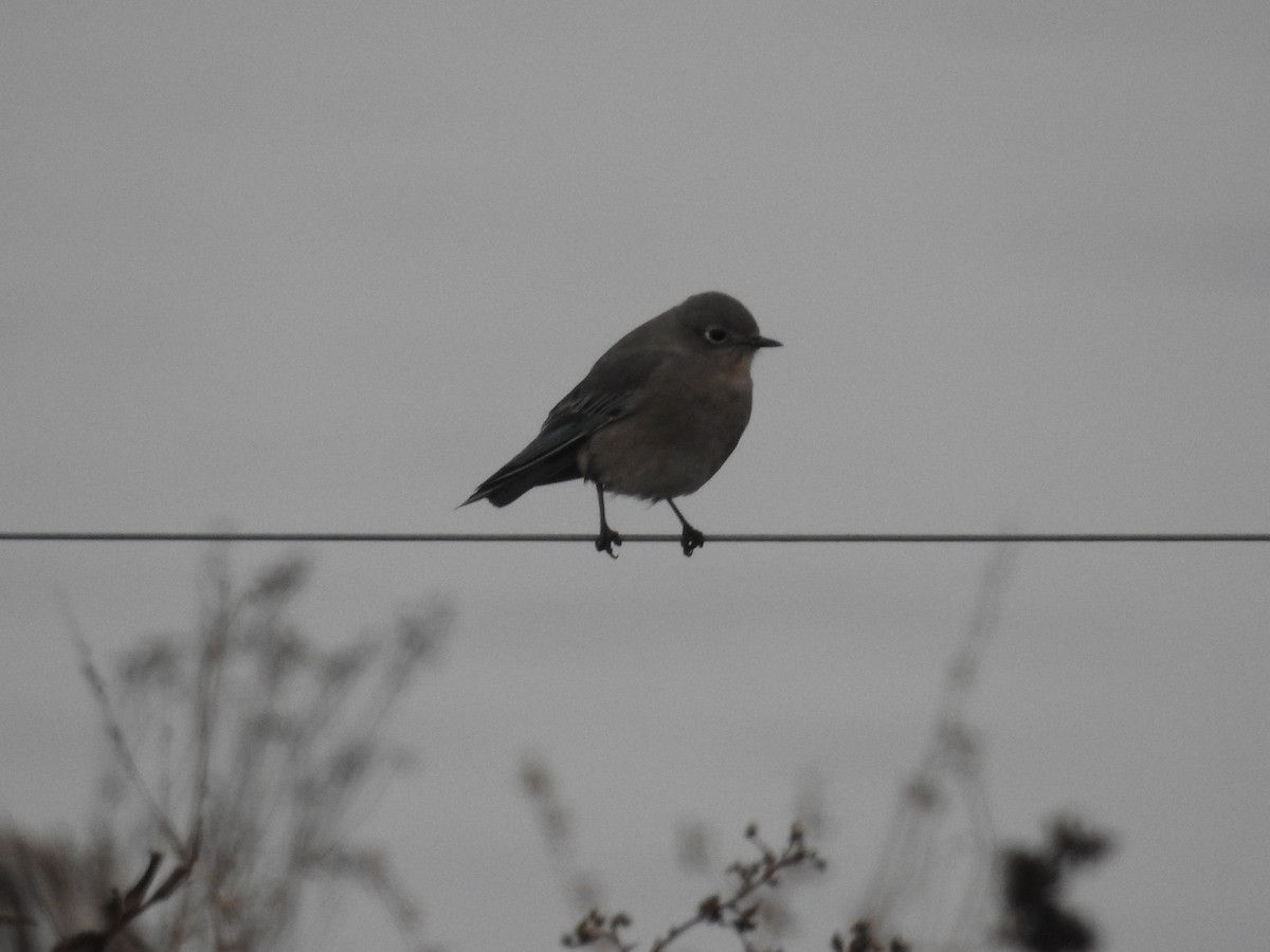 Mountain Bluebird - ML390937761