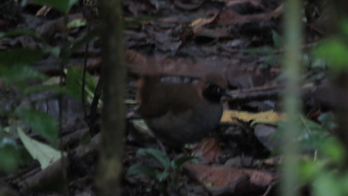 Black-faced Antthrush - ML390938061