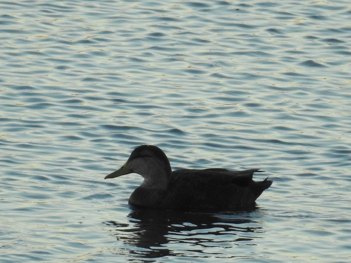 American Black Duck - ML390938381