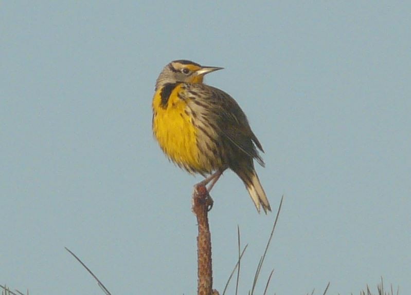 Eastern Meadowlark - Bill Pranty