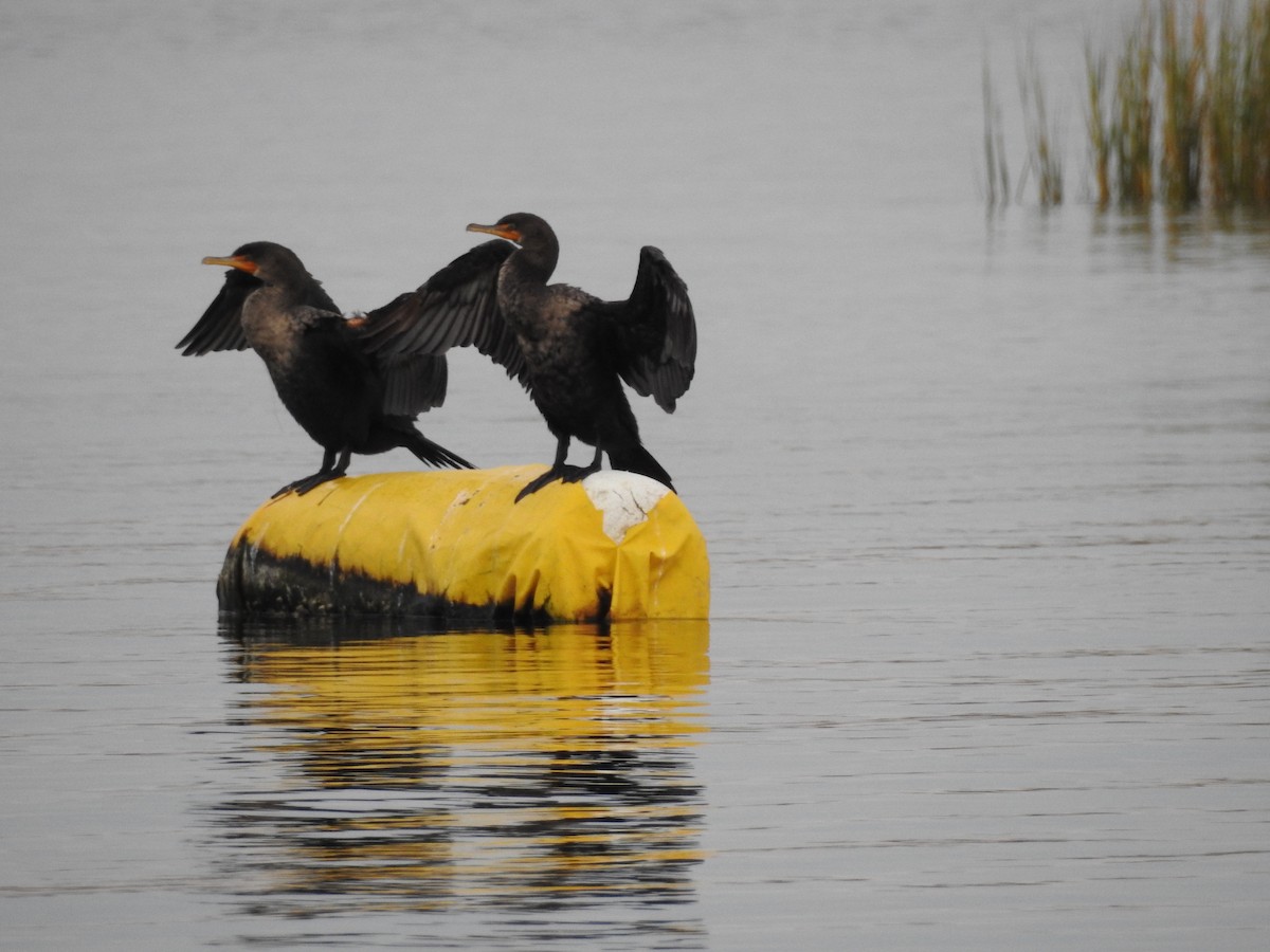 Double-crested Cormorant - ML39093921