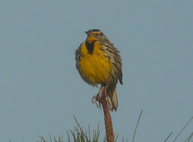 Eastern Meadowlark - ML39093951