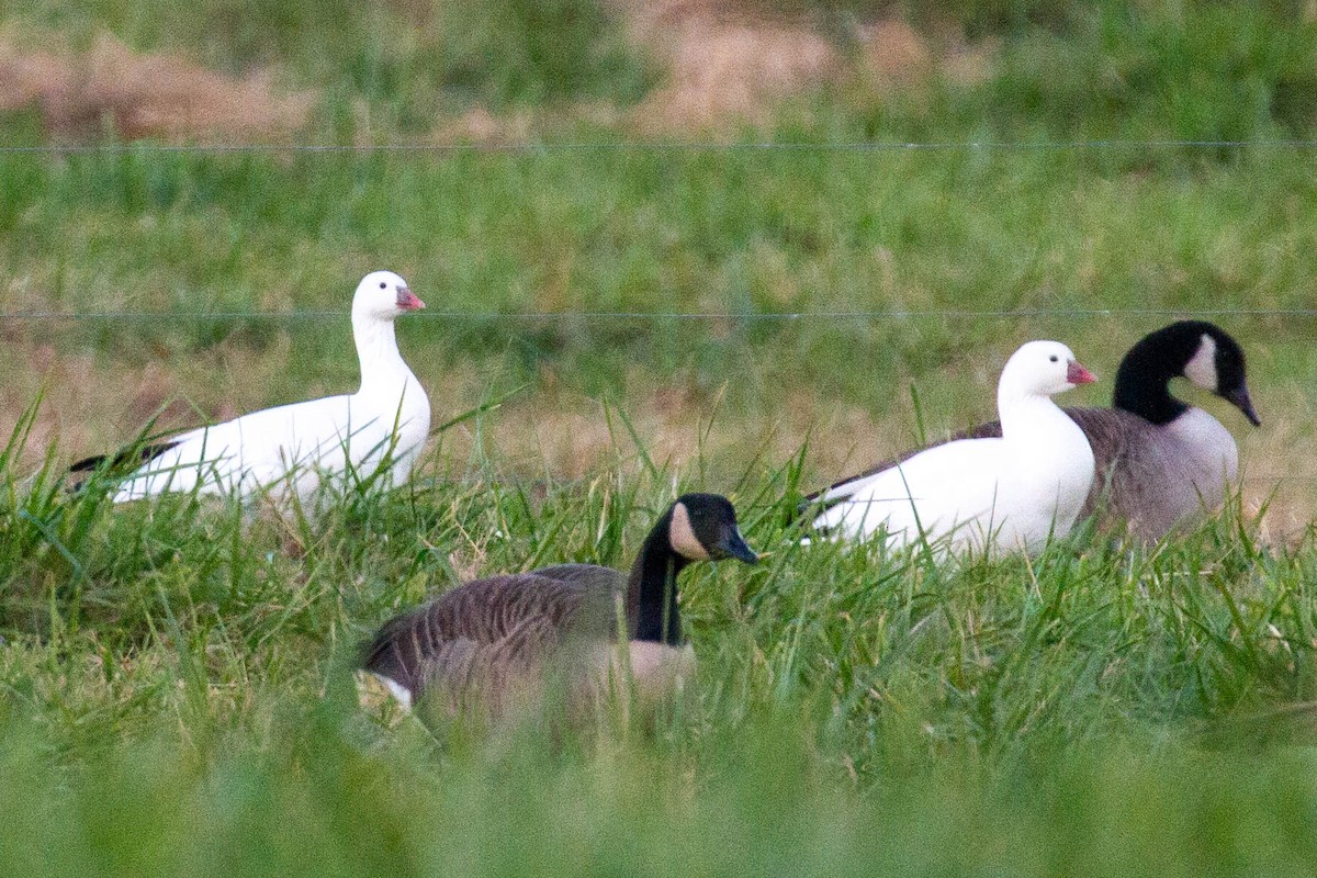 Ross's Goose - ML390940161