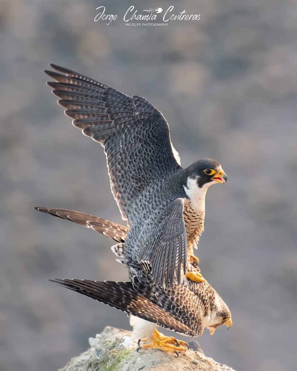 Peregrine Falcon (South American) - ML390940611