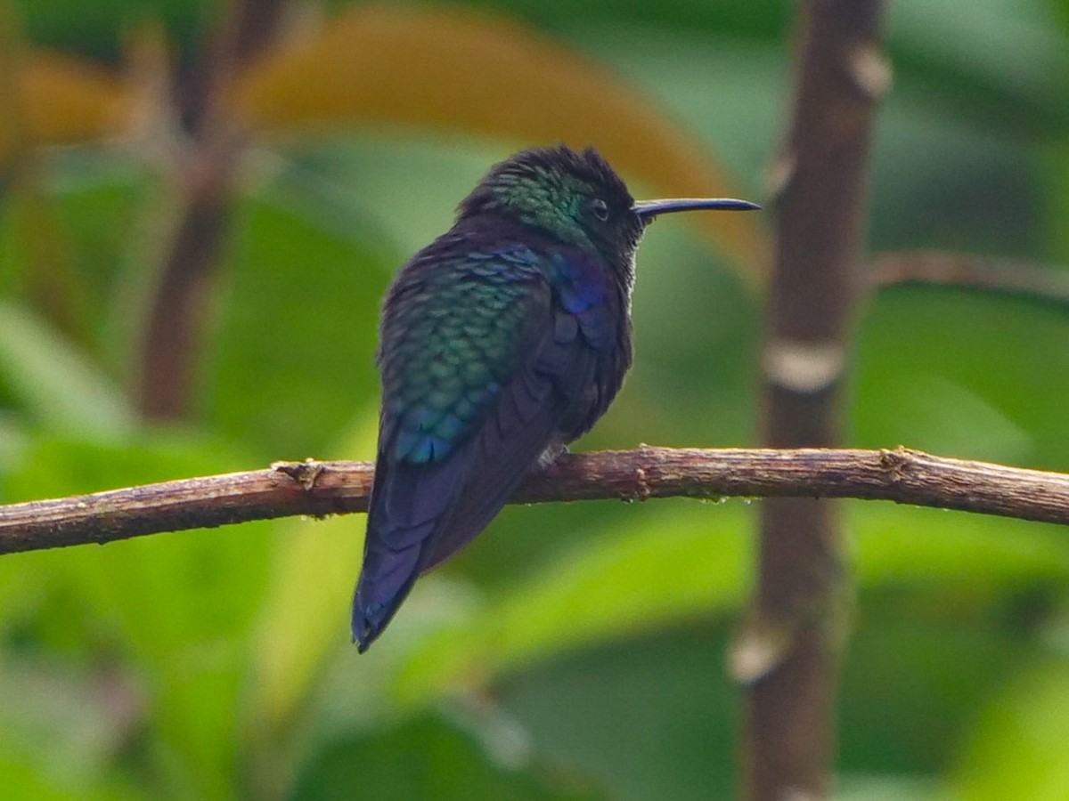 Crowned Woodnymph (Northern/Colombian Violet-crowned) - ML390940851