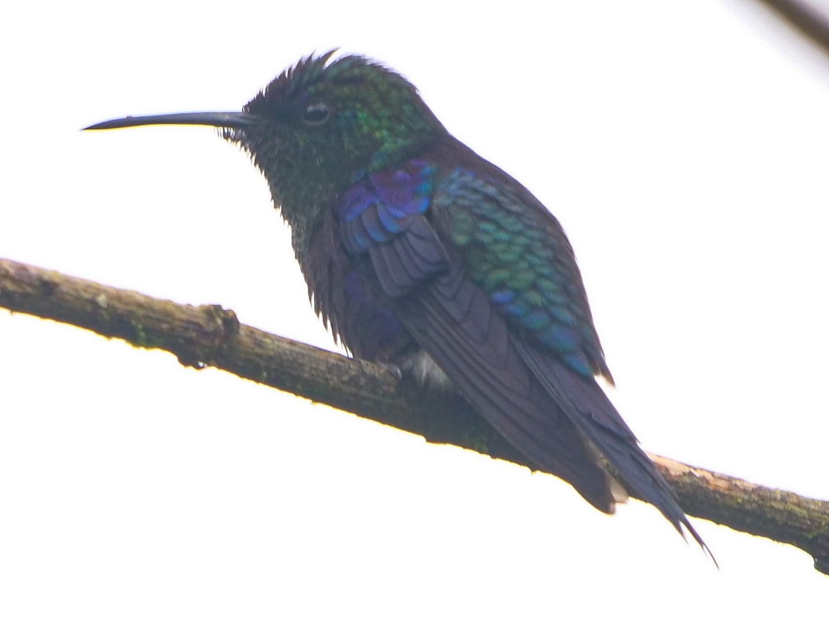 Crowned Woodnymph (Northern/Colombian Violet-crowned) - ML390940861