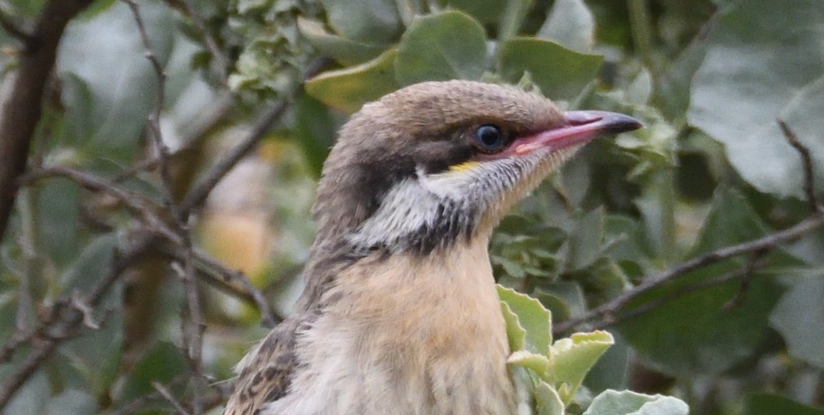 Spiny-cheeked Honeyeater - ML390943021