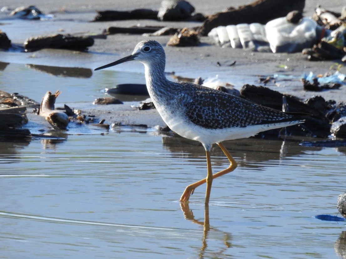 Greater Yellowlegs - ML390944221