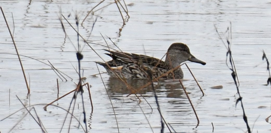 Green-winged Teal - France Carbonneau