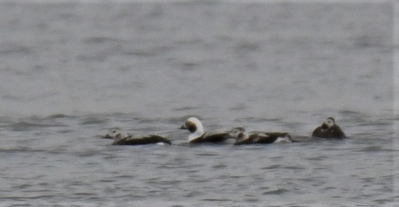 Long-tailed Duck - ML390945771