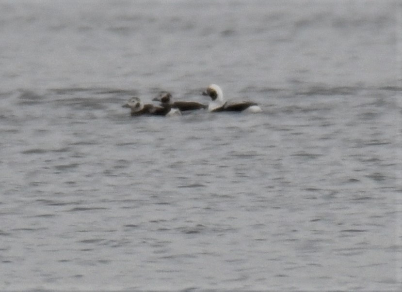 Long-tailed Duck - ML390945781