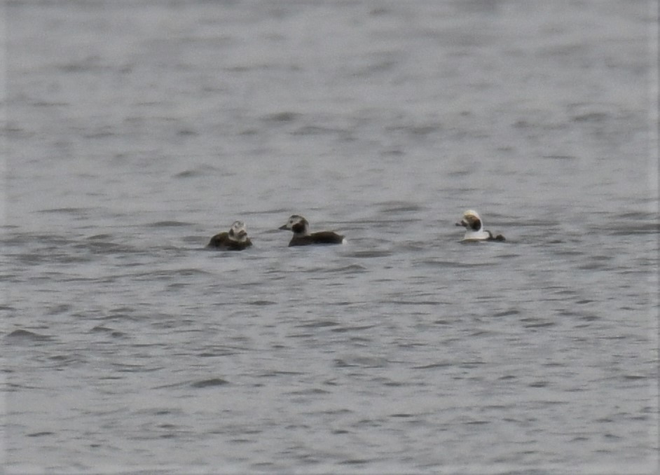 Long-tailed Duck - ML390945791