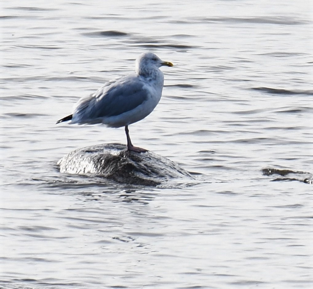 Gaviota Argéntea - ML390945901