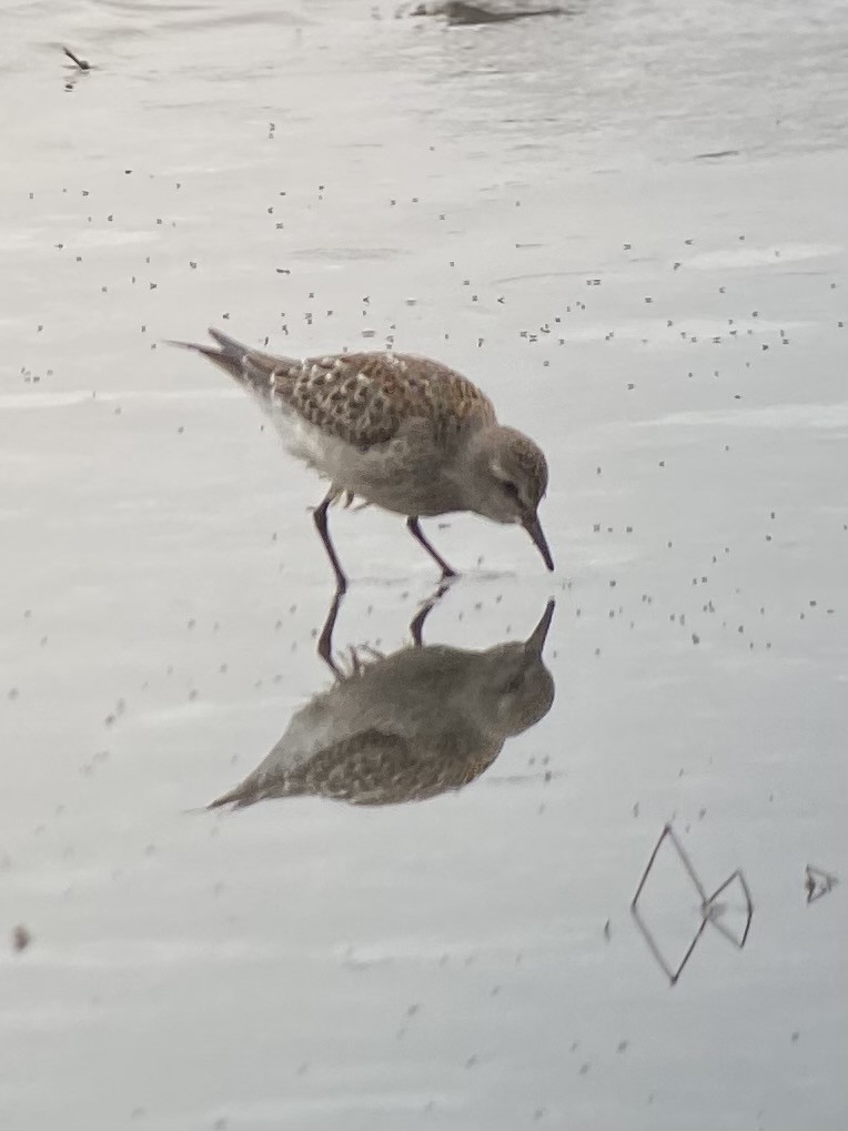 White-rumped Sandpiper - Bruce M. Di Labio