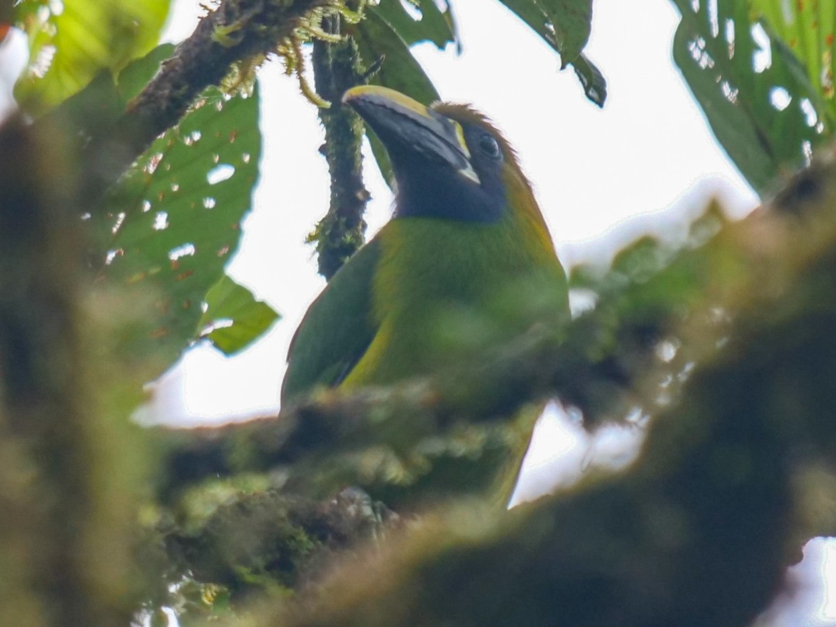 Northern Emerald-Toucanet - Roger Horn