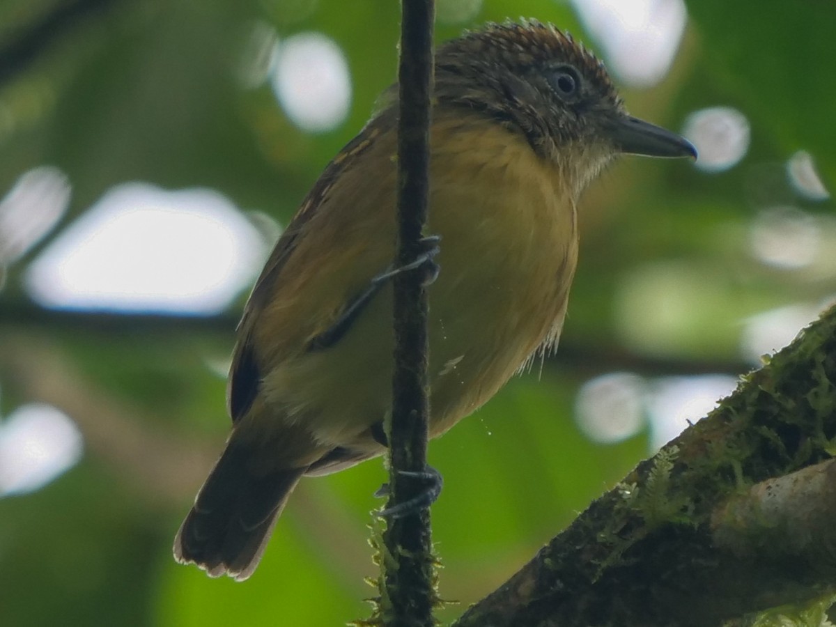 Spot-crowned Antvireo - ML390947871