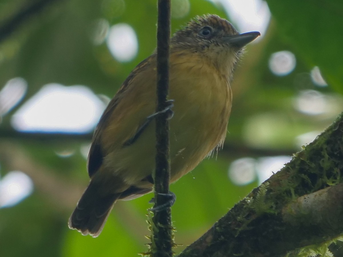 Spot-crowned Antvireo - ML390947881