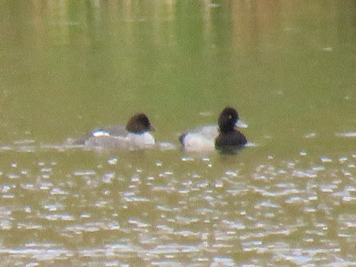 Common Goldeneye - ML390949611