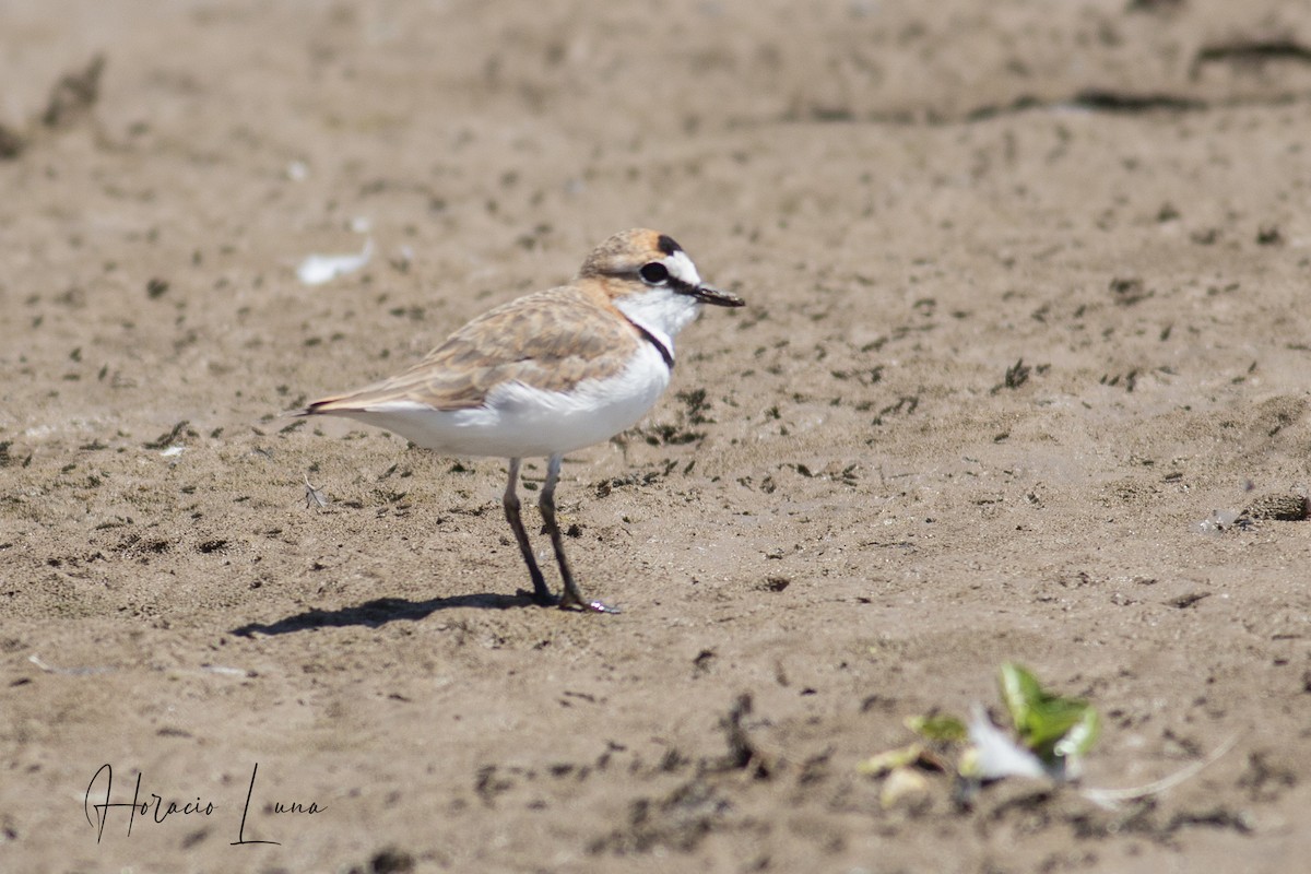 Collared Plover - ML390951001