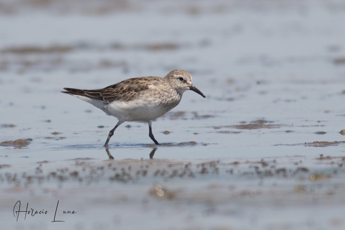 White-rumped Sandpiper - ML390951261