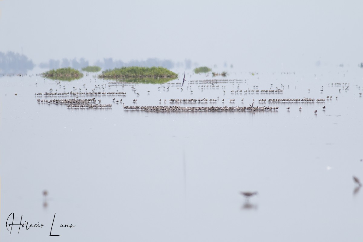 White-rumped Sandpiper - Horacio Luna