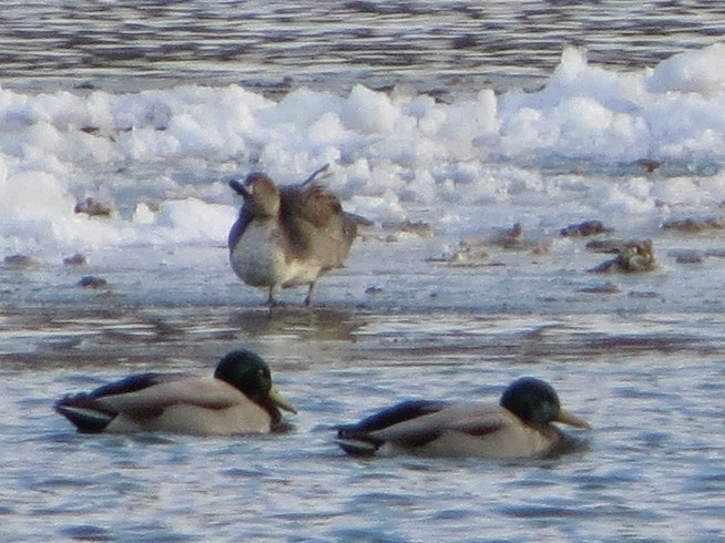 Northern Pintail - ML390955831