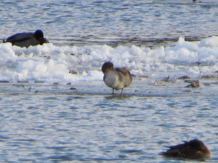 Northern Pintail - ML390955851