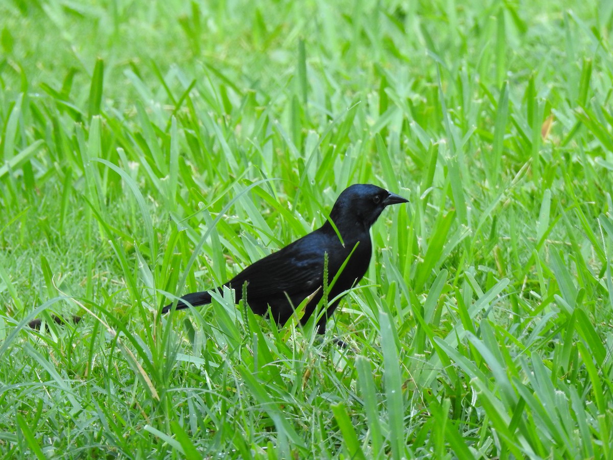 Cuban Blackbird - ML390956031