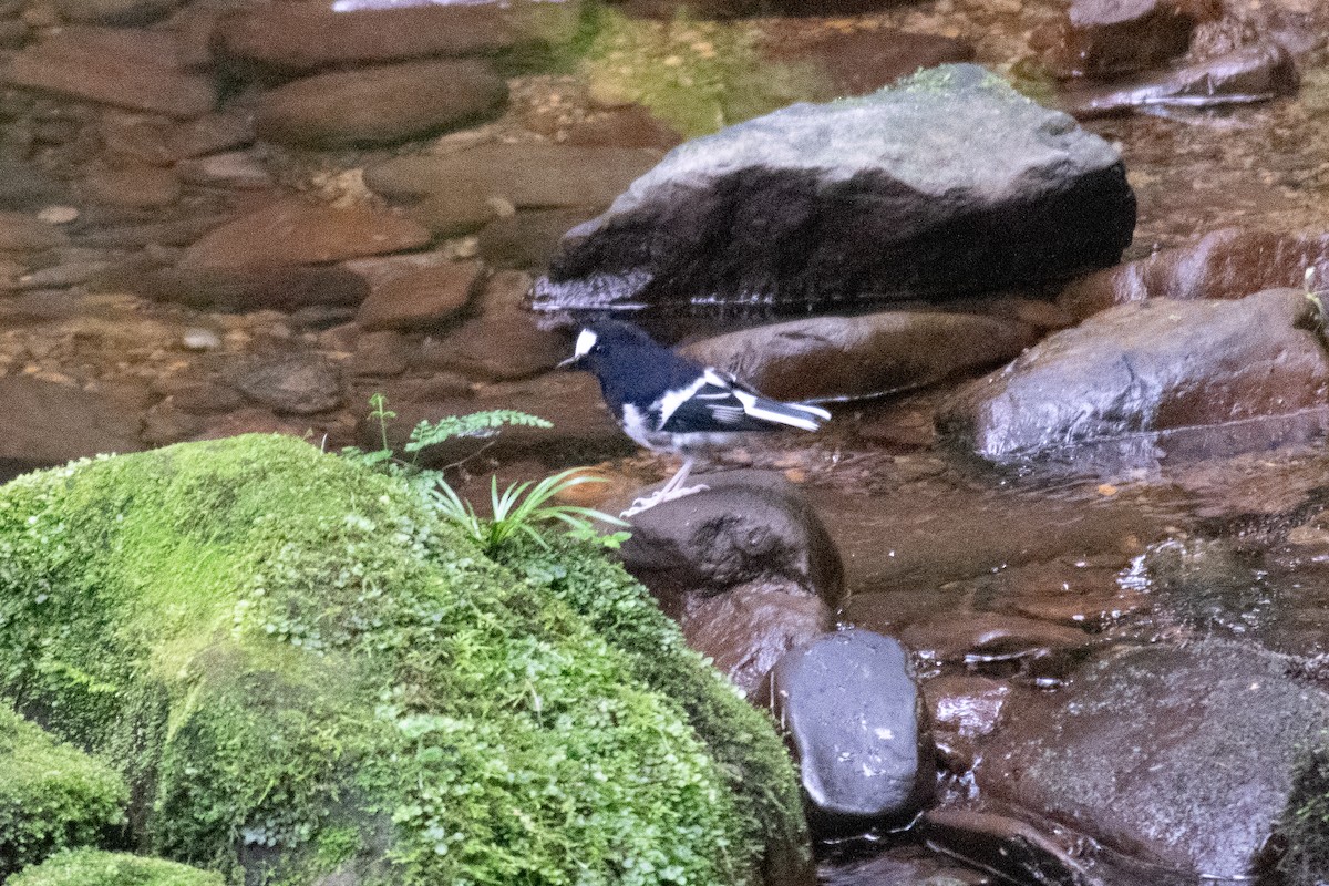 Little Forktail - Will Knowlton