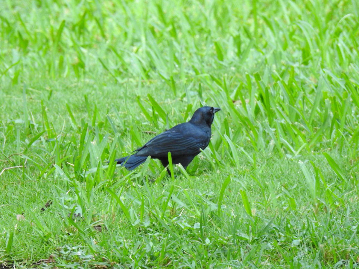 Cuban Blackbird - ML390957181