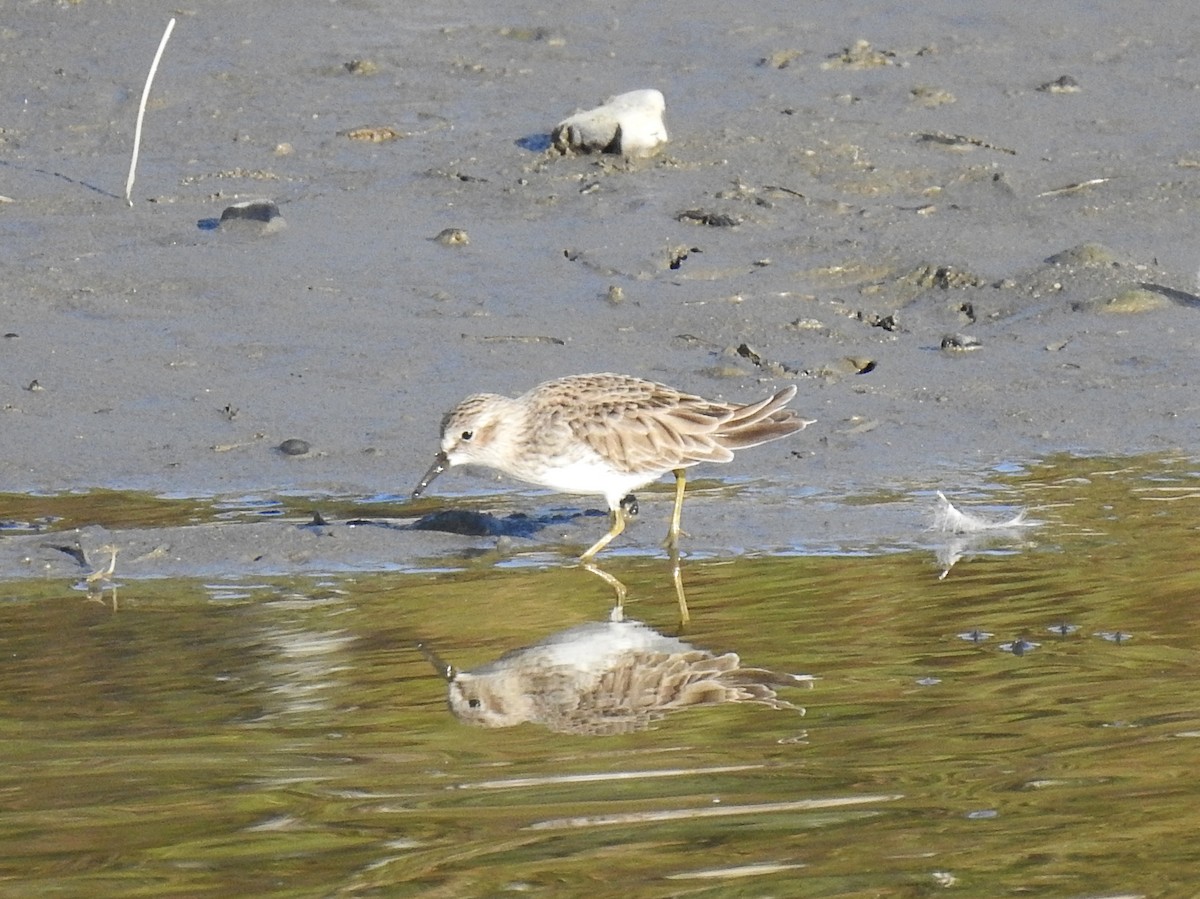 Least Sandpiper - ML390957201