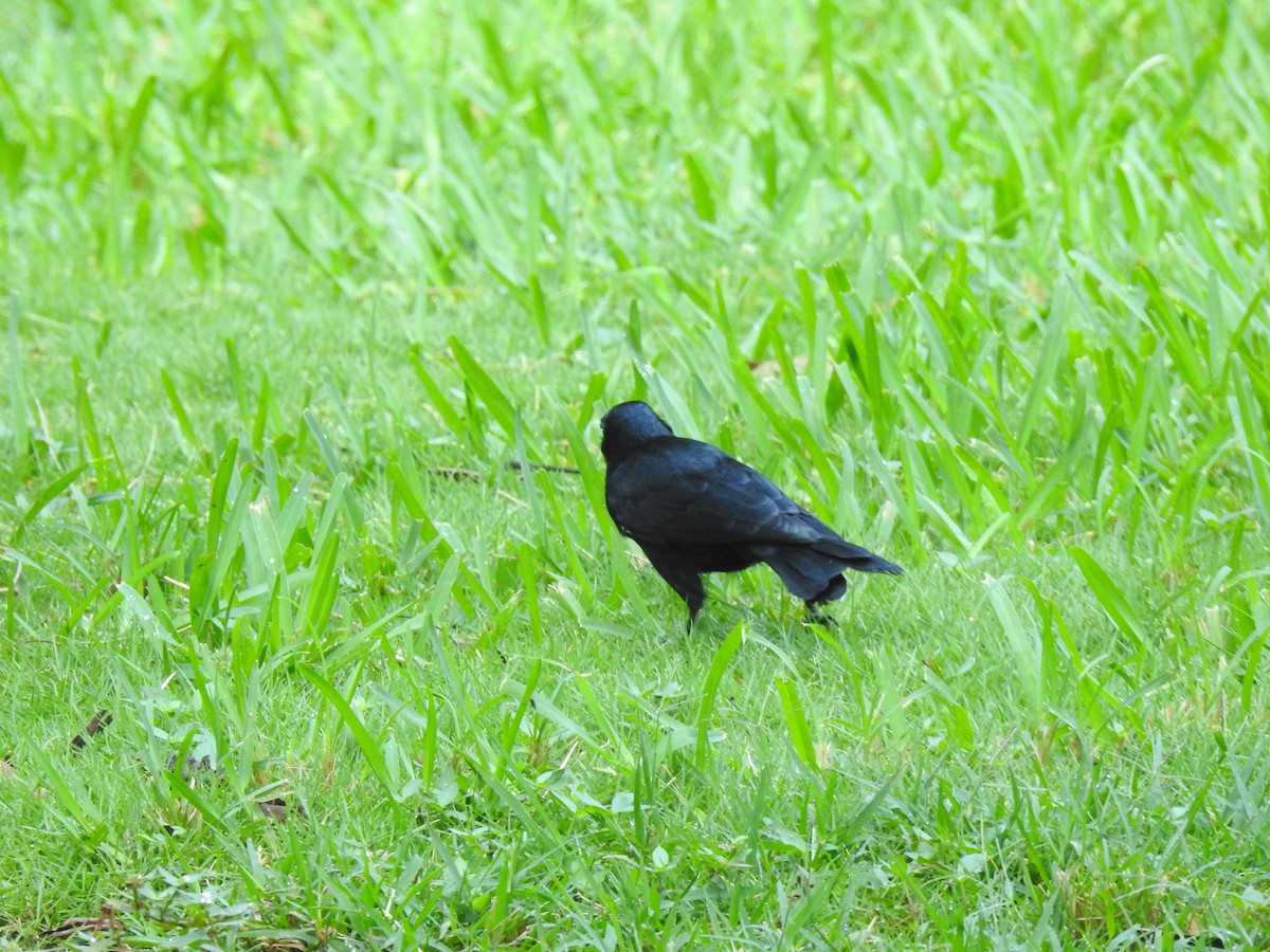 Cuban Blackbird - ML390957221