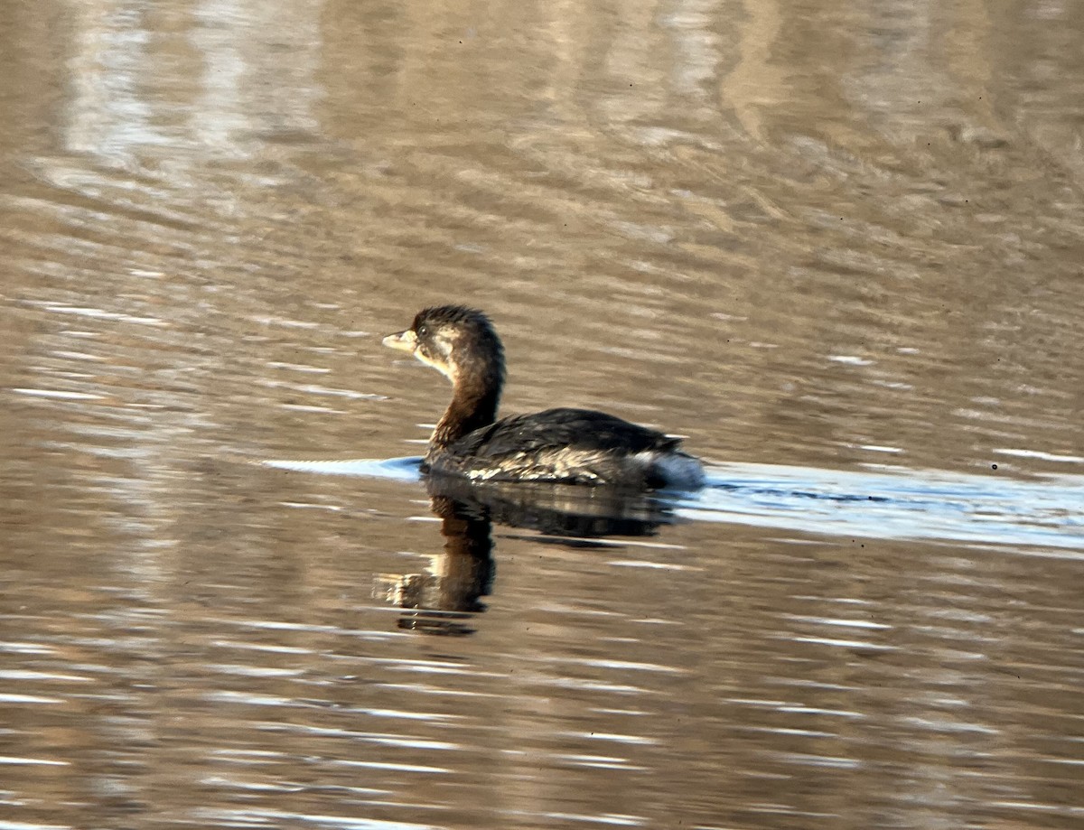 Pied-billed Grebe - ML390957451