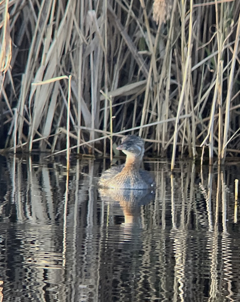 Pied-billed Grebe - ML390957461