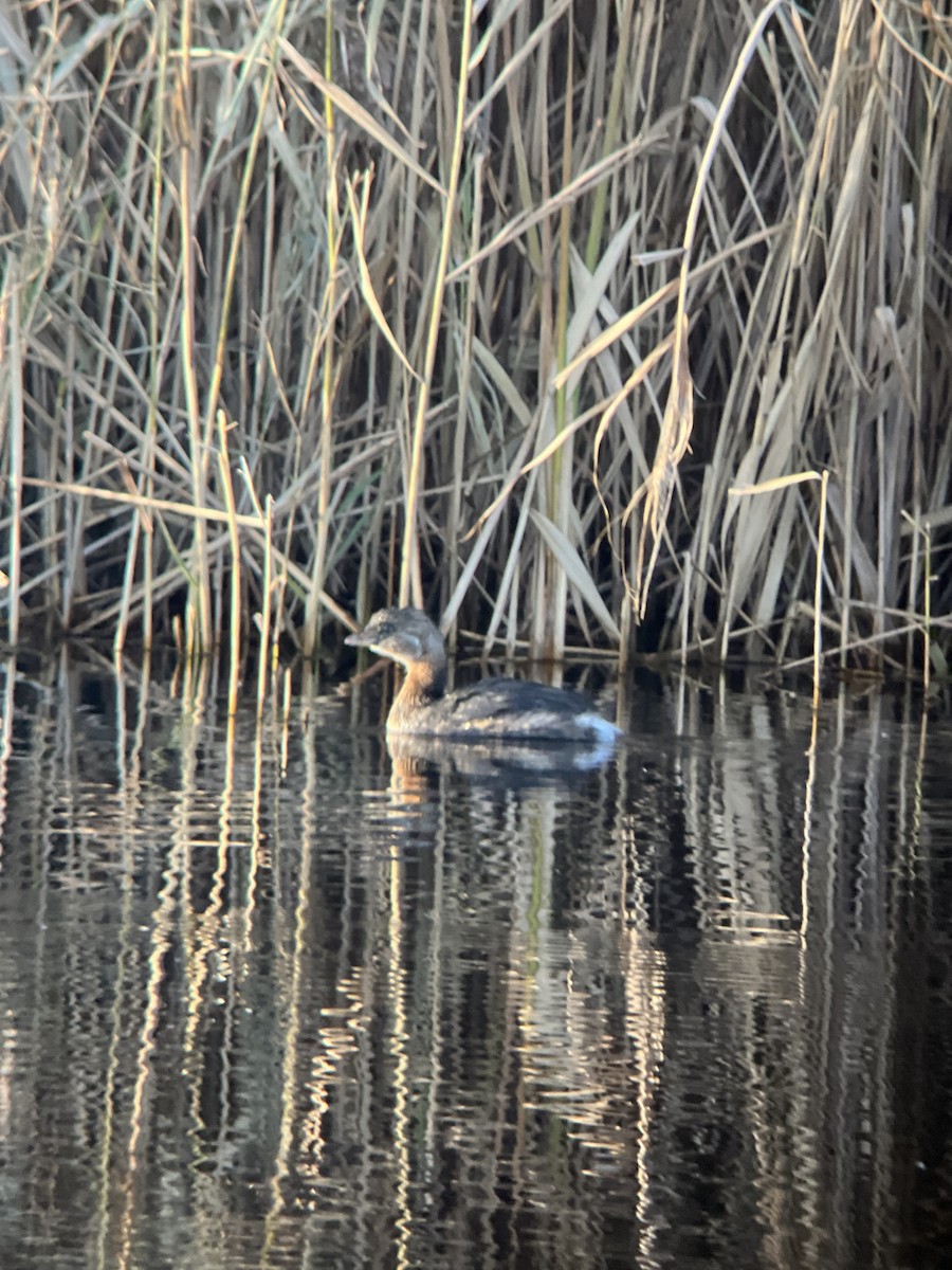 Pied-billed Grebe - ML390957491