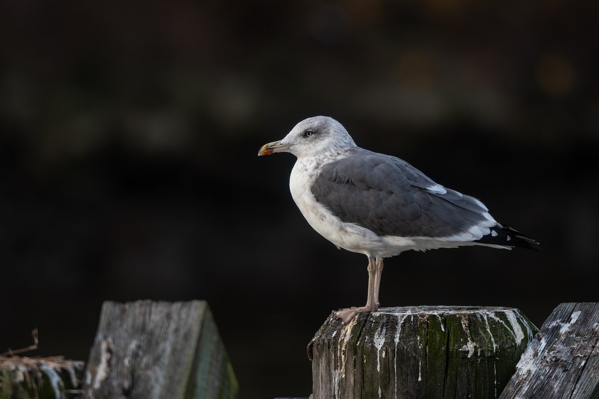 Lesser Black-backed Gull - ML390957771