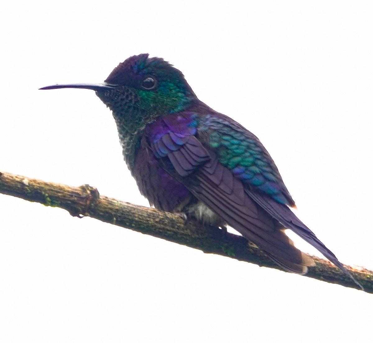 Violettkronennymphe (Violet-crowned Woodnymph) - ML390957911