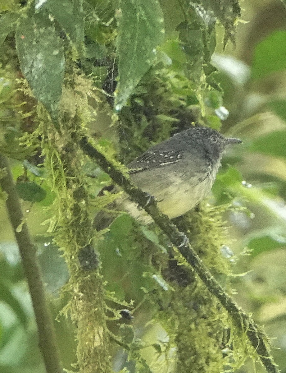 Spot-crowned Antvireo - ML390960651