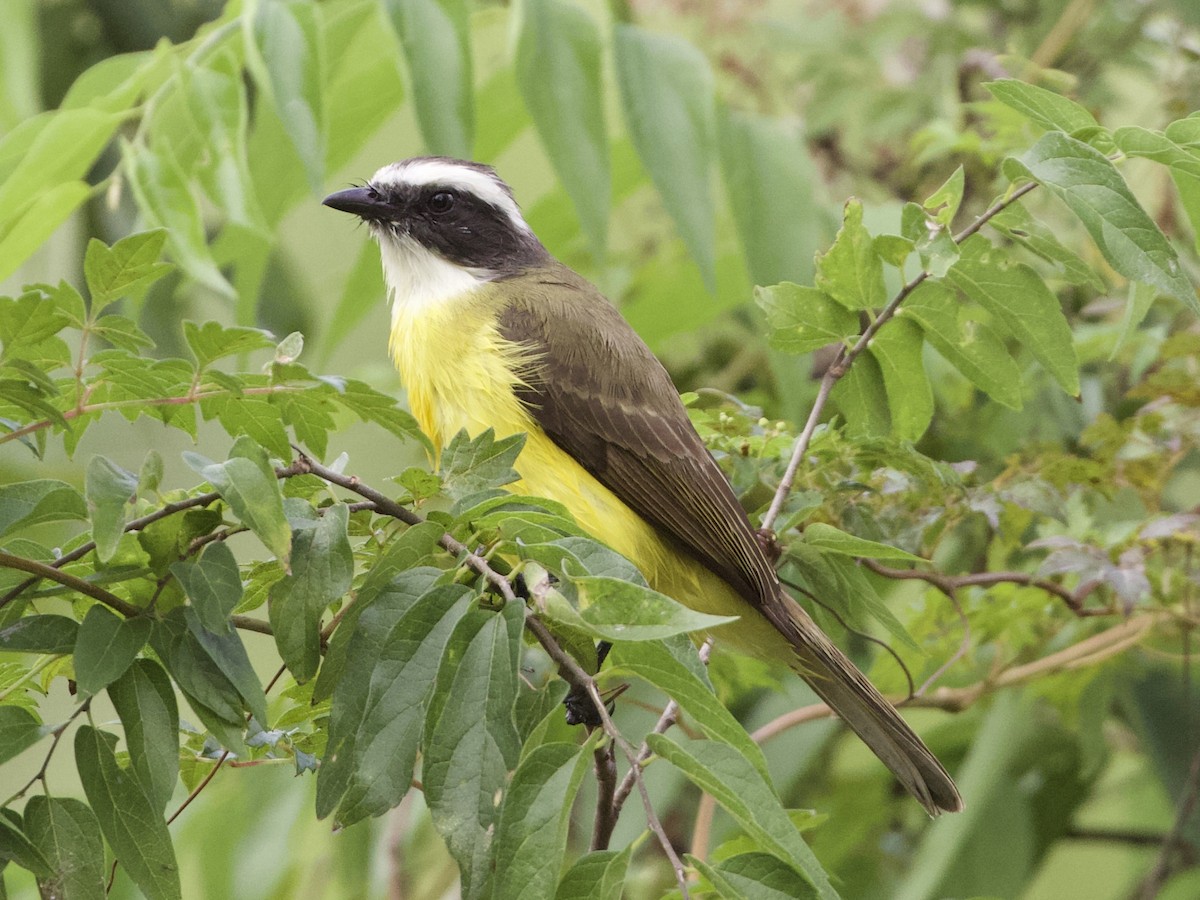 Social Flycatcher - RJ Baltierra