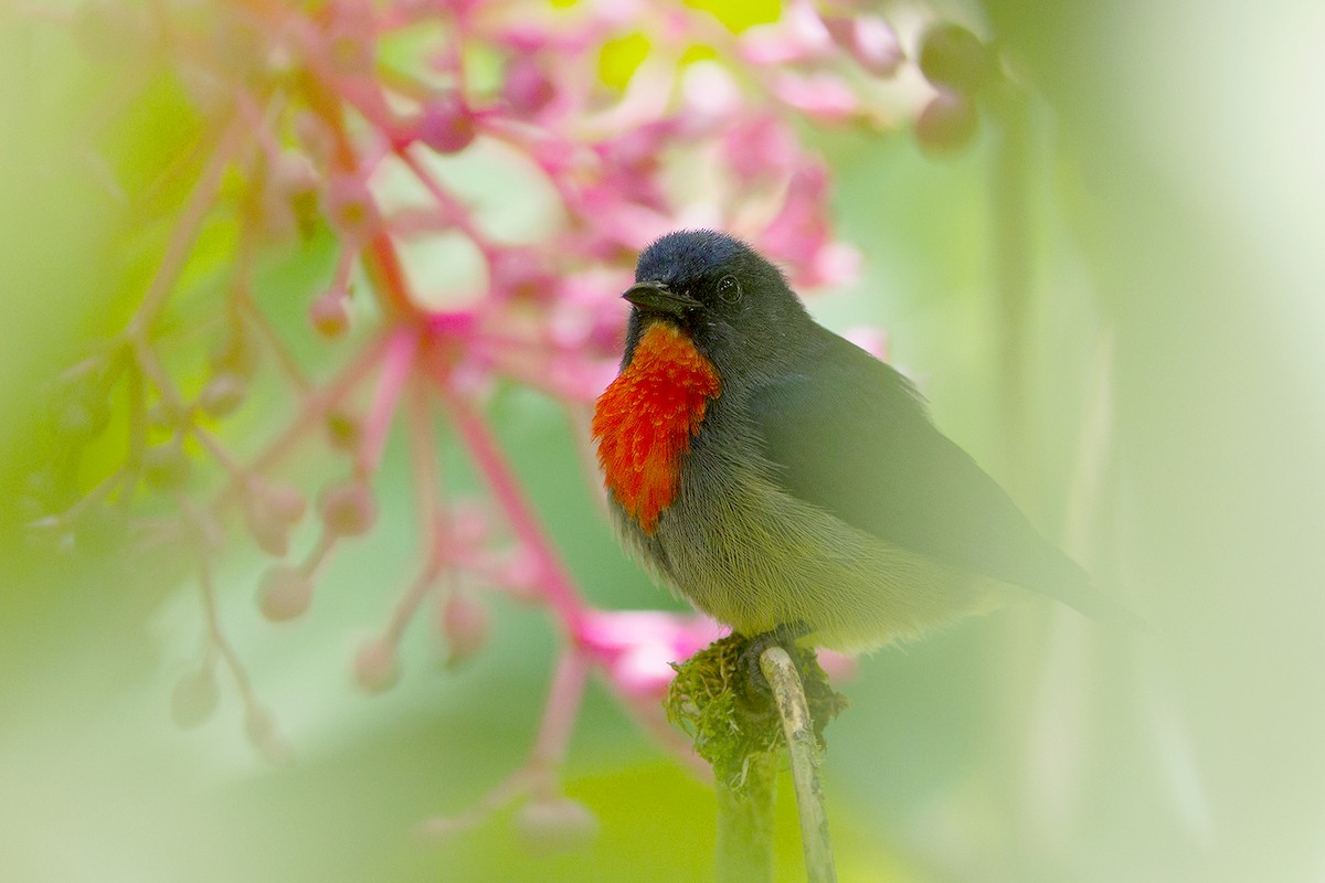 Black-sided Flowerpecker - ML390963891