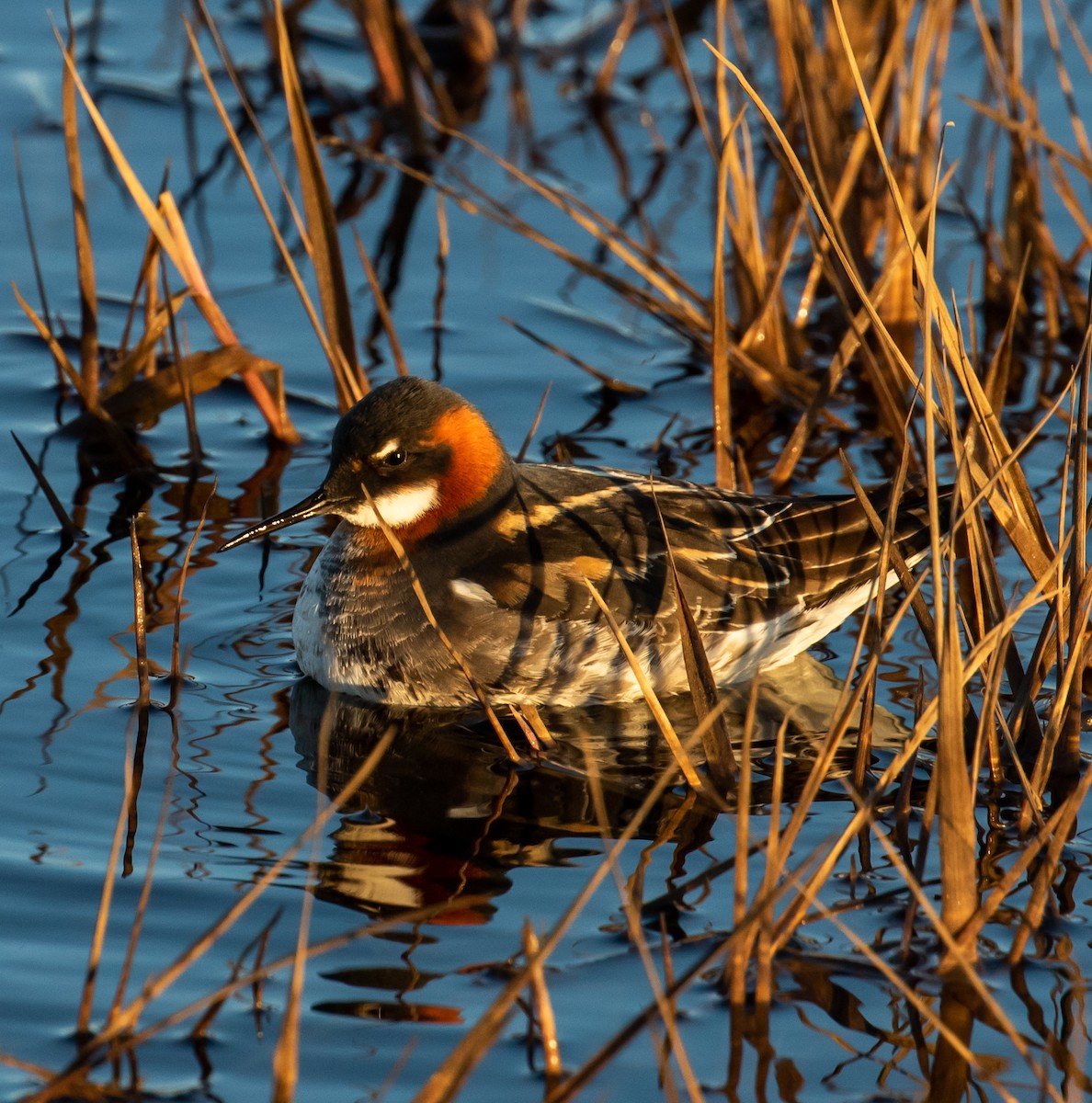 Red-necked Phalarope - ML390965041