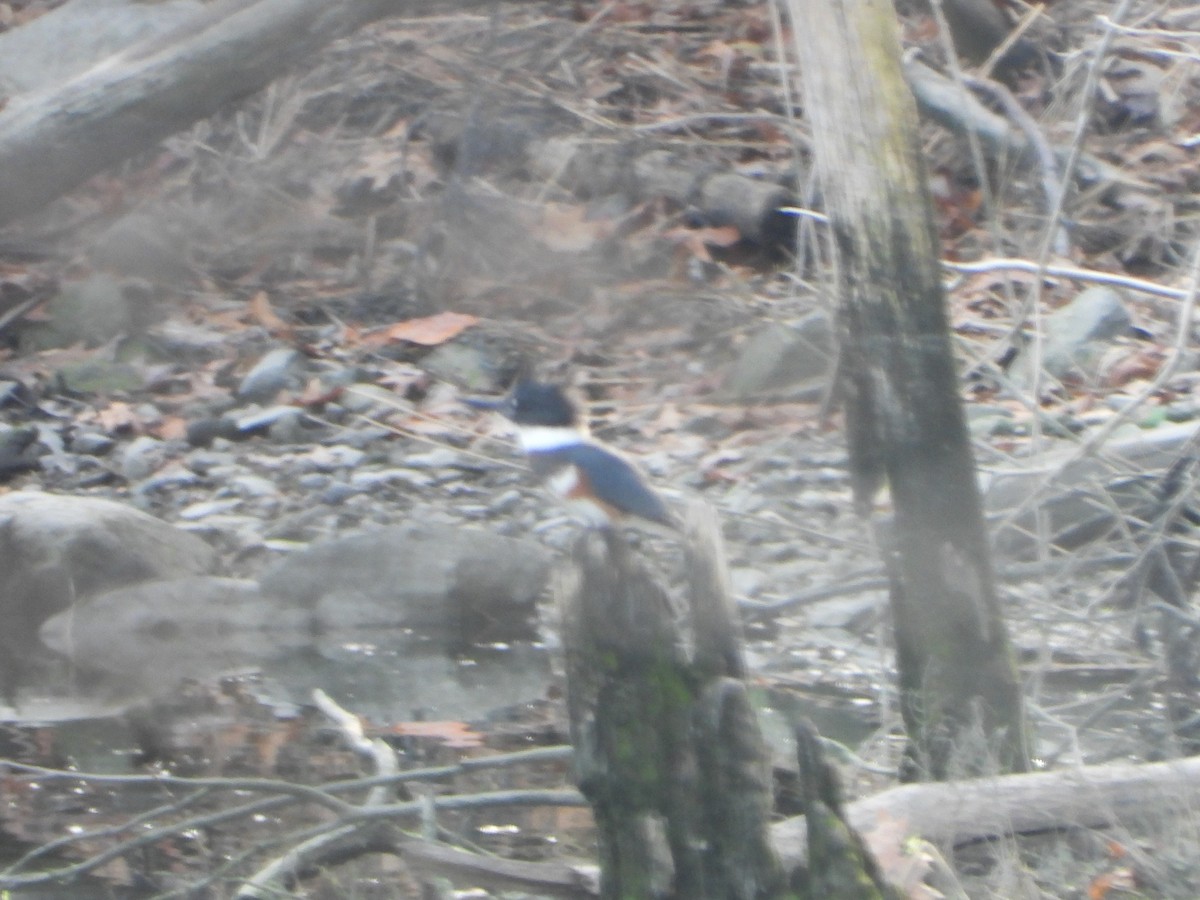 Belted Kingfisher - Kenneth Scott