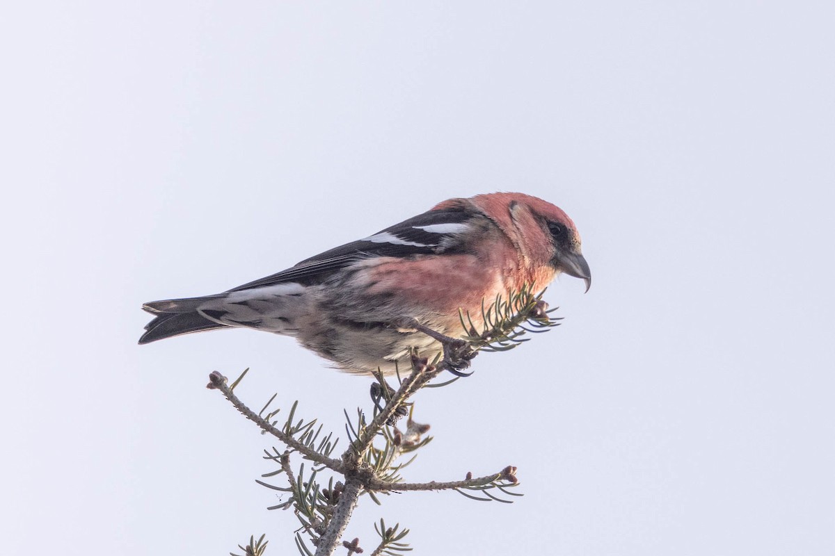 White-winged Crossbill - ML390967151