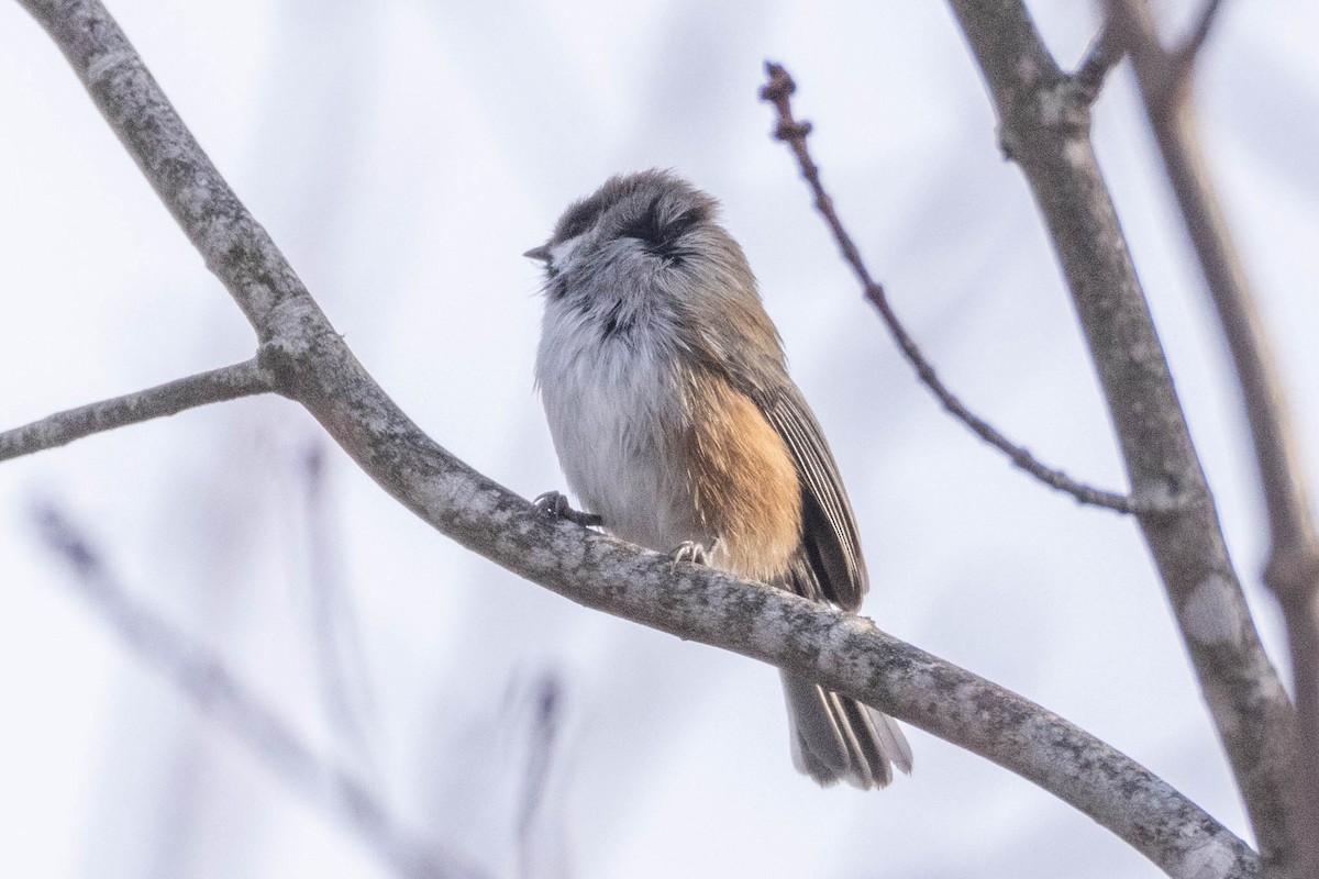 Boreal Chickadee - ML390967371